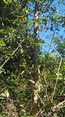 Erythrina livingstoniana