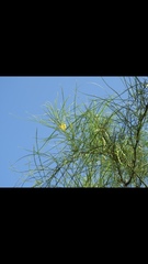 Parkinsonia aculeata