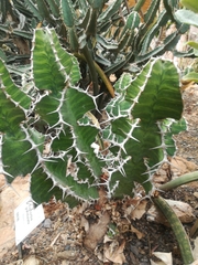 Euphorbia grandialata