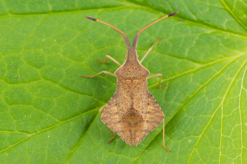 Rhombic Leatherbug