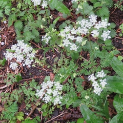 Anthriscus sylvestris