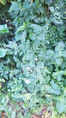 Rhinacanthus gracilis