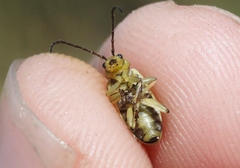 Trirhabda sericotrachyla