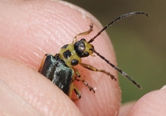 Trirhabda sericotrachyla