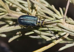Trirhabda sericotrachyla
