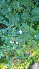 Rhinacanthus gracilis