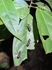 Odontochilina