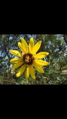Helianthus annuus