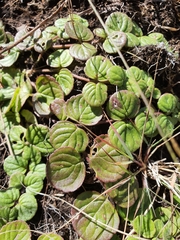 Diclis rotundifolia