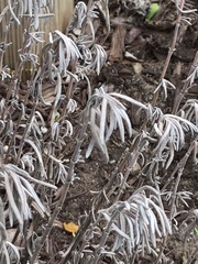 Lavandula angustifolia