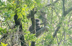 Semnopithecus vetulus