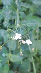 Rhinacanthus gracilis