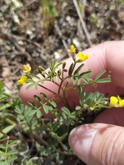 Hippocrepis ciliata