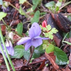 Viola riviniana