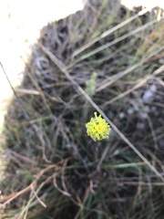 Lasiosiphon sericocephalus