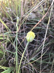 Lasiosiphon sericocephalus