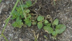 Veronica arvensis