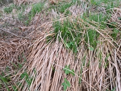 Carex buekii