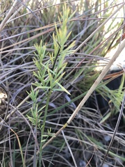 Lasiosiphon sericocephalus