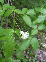 Staphylea colchica