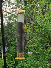Spinus tristis