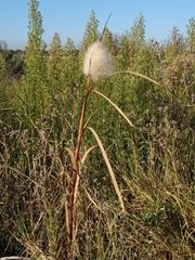 Typha capensis