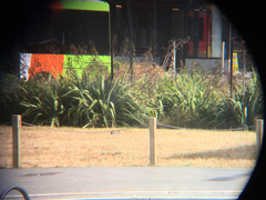 Oryctolagus cuniculus cuniculus