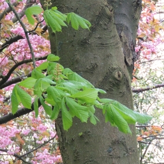 Aesculus hippocastanum