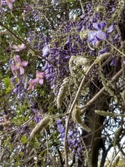 Wisteria brachybotrys