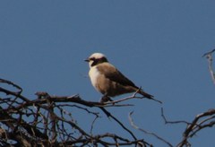 Eurocephalus anguitimens