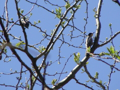 Melanerpes cactorum