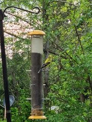 Spinus tristis