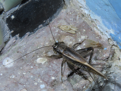 Loxoblemmus equestris