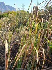 Typha capensis