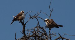 Eurocephalus anguitimens