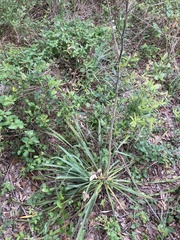 Yucca carrii