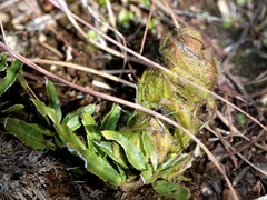 Barleria macrostegia