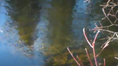 Salvelinus fontinalis