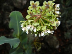 Asclepias elata