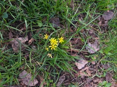 Gagea fragifera