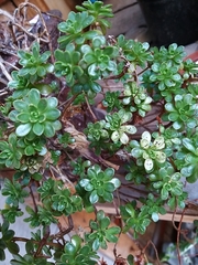 Aeonium arboreum arboreum