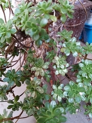 Aeonium arboreum arboreum