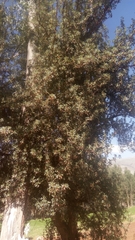 Magnoliopsida