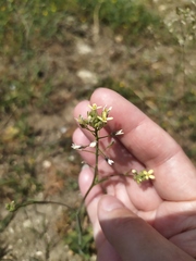 Camelina rumelica