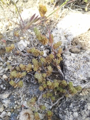 Sedum urvillei