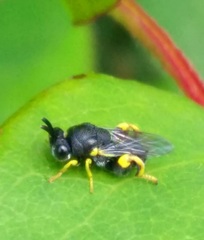 Brachymeria tibialis