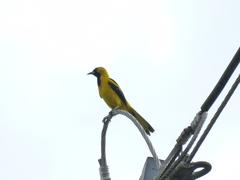 Icterus mesomelas