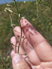 Camelina rumelica