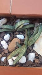 Gasteria batesiana