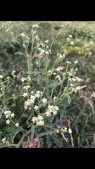 Parthenium hysterophorus